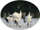 PVC Schuimplaat Ovaal - Fluitende Kraanvogels in landschap Vol met Sneeuw - 96x72 cm Foto op Ovaal (Met Ophangsysteem)