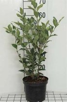 Ligustrum japonicum 'Green Century' - Japanse liguster 40 - 50 cm in pot