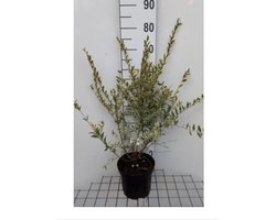 Ligustrum ibota 'Musli' - Liguster 20 - 30 cm in pot