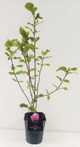 Magnolia x 'Genie' - Beverboom 50 - 60 cm in pot