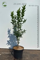 Euonymus europaeus - Gewone kardinaalshoed - Buitenplant