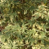Japanse Esdoorn - Acer palmatum 'Butterfly' - 30-40 cm