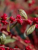 Symphoricarpos x doorenbosii 'Magic Berry' - Sneeuwbes 50 - 60 cm in pot
