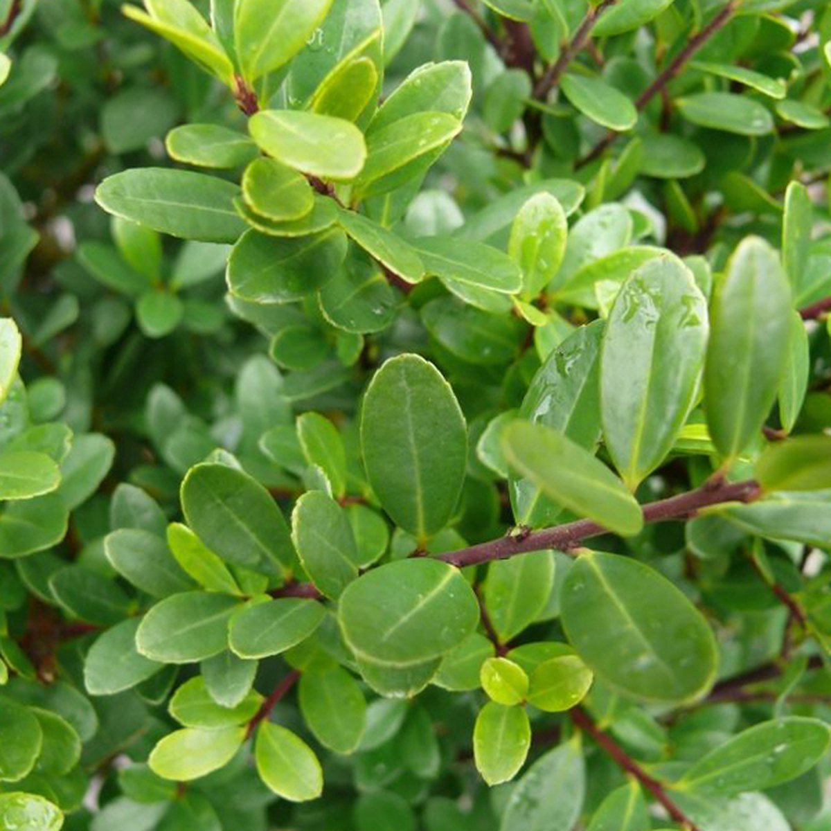 Hulst - Ilex crenata 'Dark Green' ® 40-60 cm