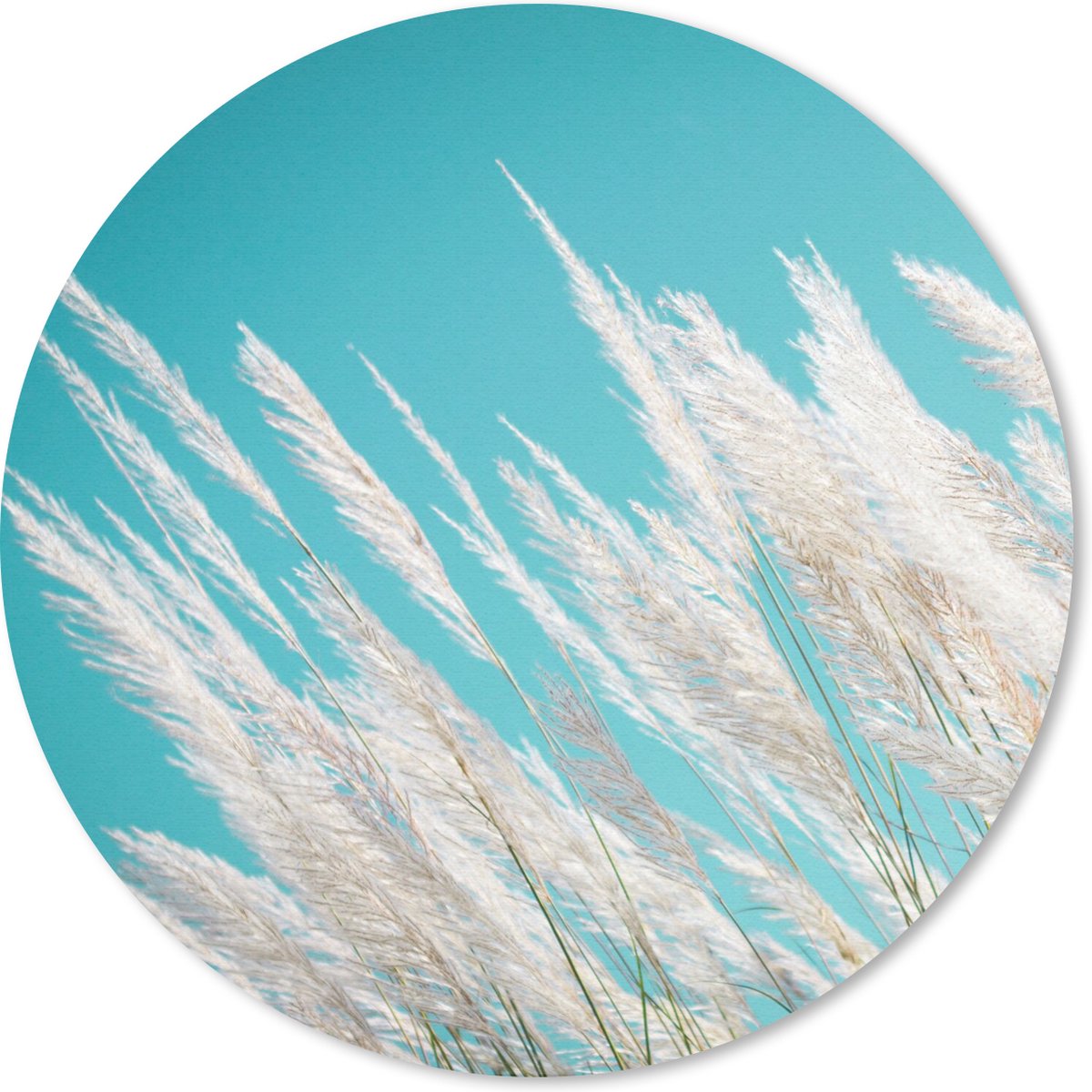 Muismat rond 20x20 cm - Mousepad Pampasgras - Plant - Plant - Ronde muismatten