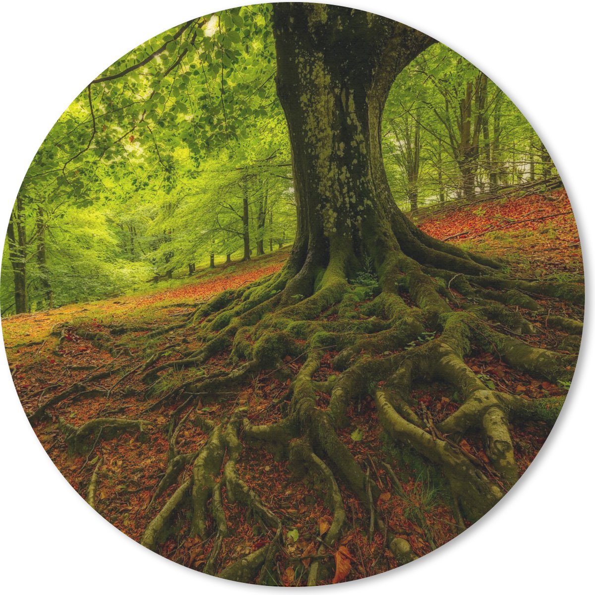Muismat rond 50x50 cm - Mousepad Boom - Bos - Herfstbladeren - Ronde muismatten