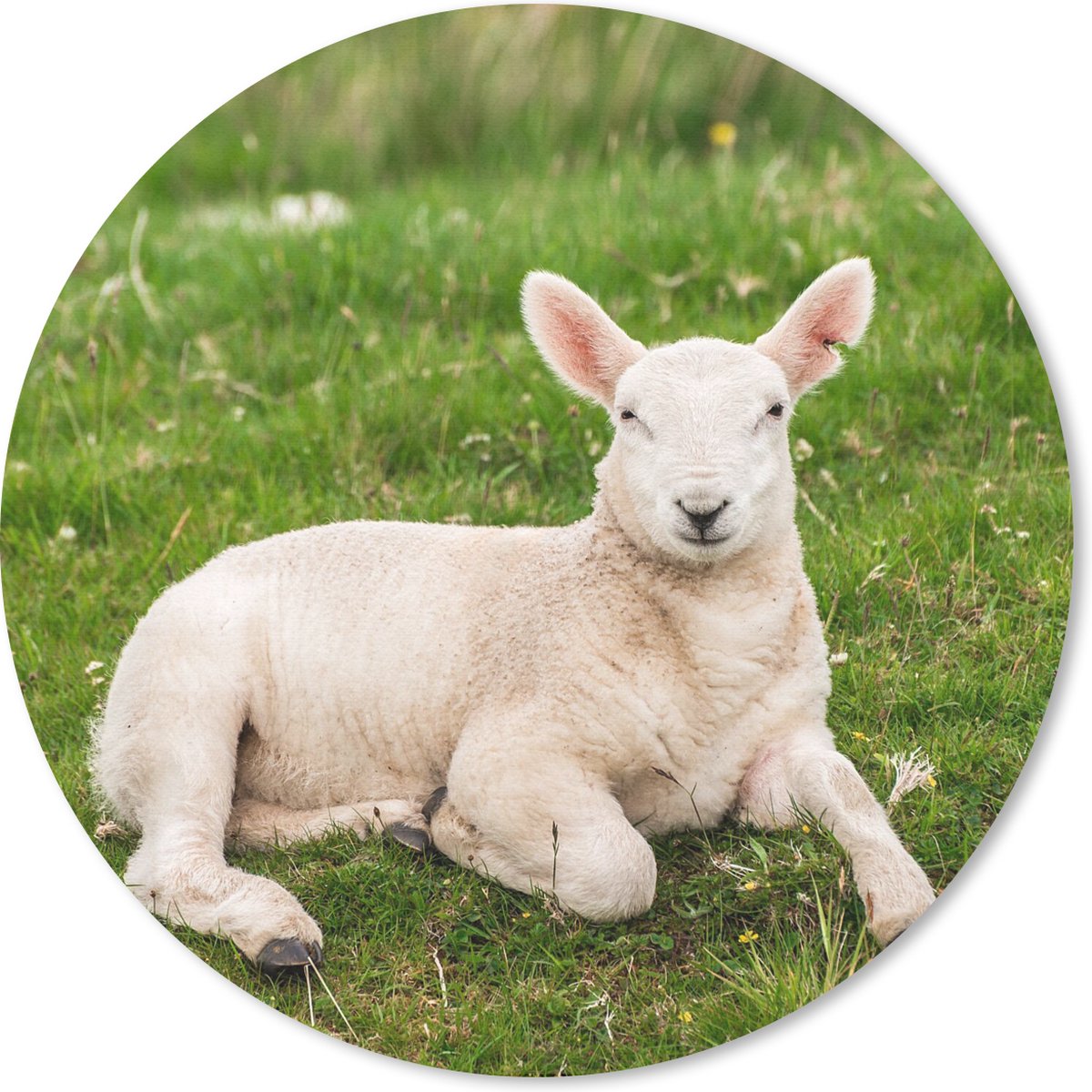 Muismat rond 30x30 cm - Mousepad Schaap - Dieren - Lam - Ronde muismatten