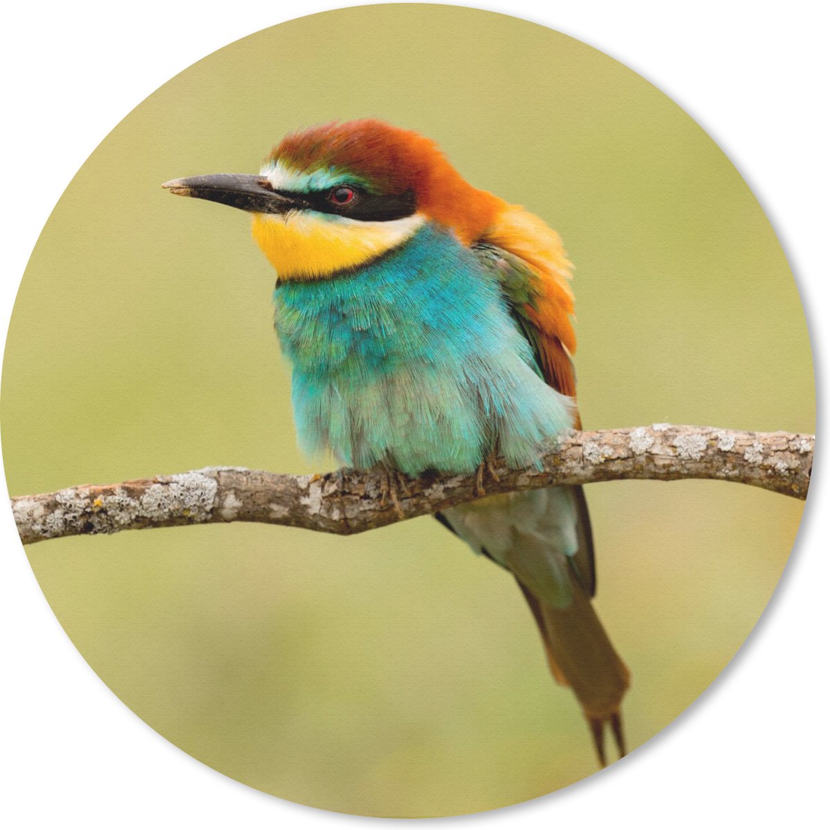 Muismat rond 40x40 cm - Mousepad Vogel - Bijeneter - Dieren - Ronde muismatten