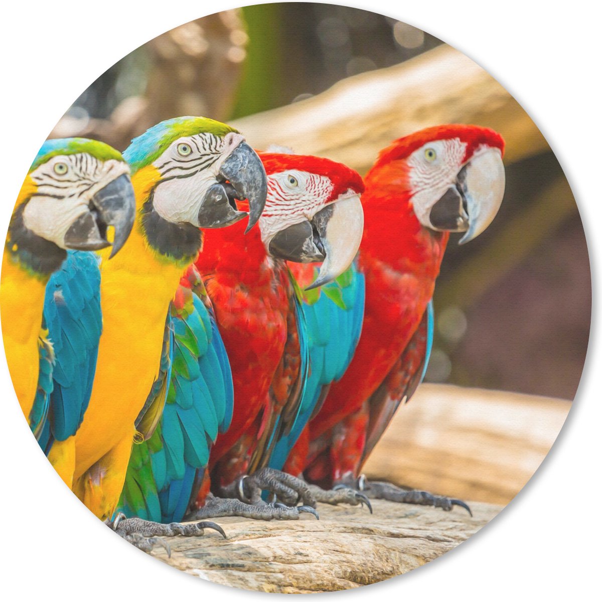 Muismat rond 40x40 cm - Mousepad Vogels - Papegaai - Tropisch - Natuur - Ronde muismatten