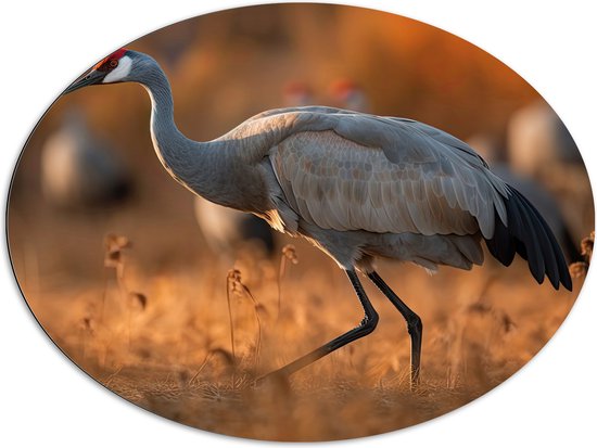 Dibond Ovaal - Kraan vogel loopt door natuur gebied heen met zijn groep op de achtergrond - 96x72 cm Foto op Ovaal (Met Ophangsysteem)