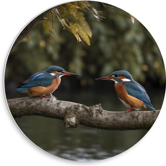 PVC Schuimplaat Muurcirkel - Twee ijsvogels zitten op tak die boven het water hangt - 30x30 cm Foto op Muurcirkel (met ophangsysteem)