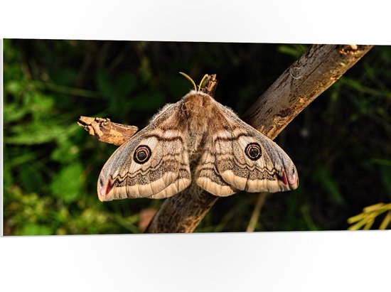 PVC Schuimplaat - Mot zit op tak met ogen op de vleugels - 100x50 cm Foto op PVC Schuimplaat (Met Ophangsysteem)