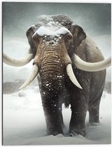 Dibond - Olifant met grote slagtanden in de sneeuw - 60x80 cm Foto op Aluminium (Wanddecoratie van metaal)