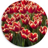 PVC Schuimplaat Muurcirkel - Rood Tulpenveld in Nederland - 80x80 cm Foto op Muurcirkel (met ophangsysteem)