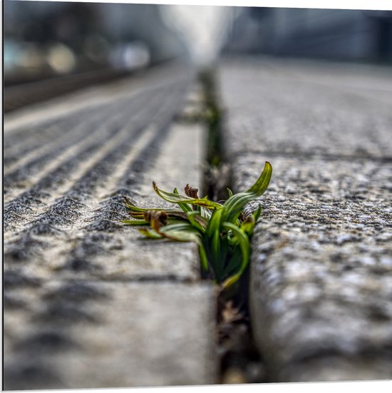 Dibond - Stenen - Tegels - Onkruid - Plantje - 80x80 cm Foto op Aluminium (Met Ophangsysteem)