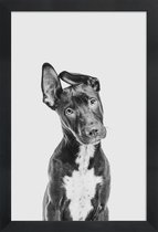 JUNIQE - Poster in houten lijst Hond – Zwart | Wit -60x90 /Grijs &