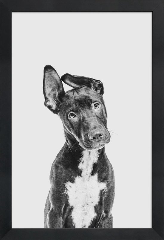 JUNIQE - Poster in houten lijst Wit|Hond – Zwart -60x90 /Grijs &