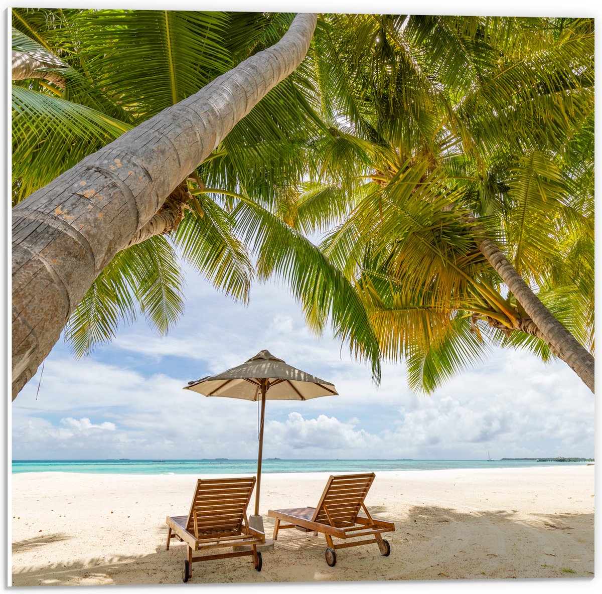 PVC Schuimplaat- Schuingroeiende Palmboom boven Ligbedden en Parasol op het Strand - 50x50