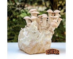 ToshiFarm Fruiting Block voor Koningsoesterzwam (3kg) - 100% Bio - Eryngii Kweekset - Bio Eryngii Kweken - Koningsoesterzwam Kweken - Koningsoesterzwam Kweekset