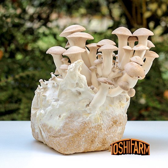 ToshiFarm Fruiting Block voor Koningsoesterzwam (3kg) 100 Biologisch