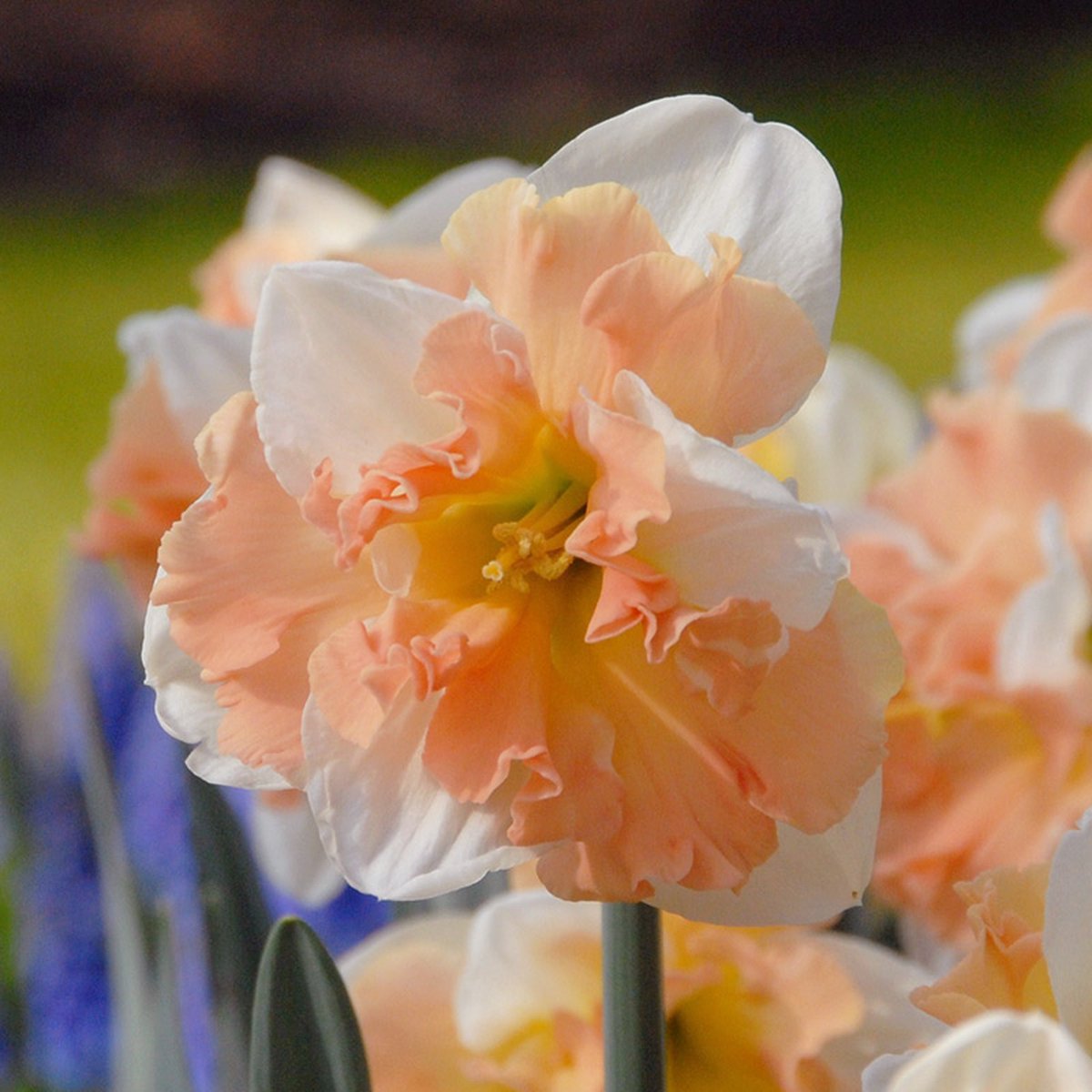 Narcis Apple Pie | Splitcrown | Oranje | Wit | Narcissenbollen