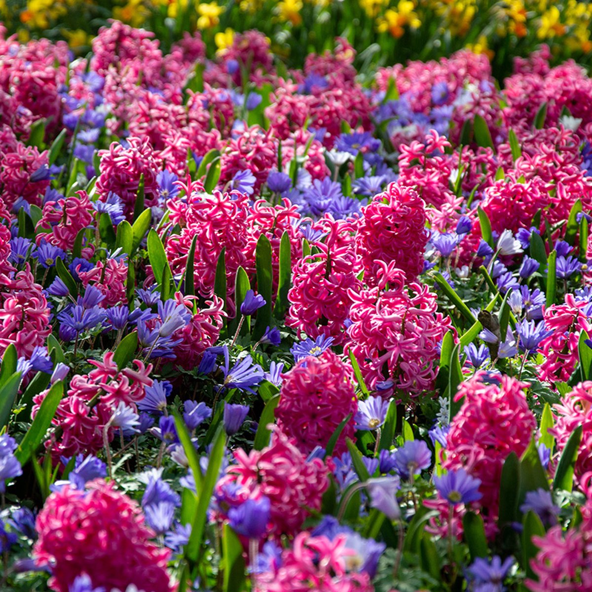 Bloembollen Mix Pink Sky | 50 stuks | Roze | Paars