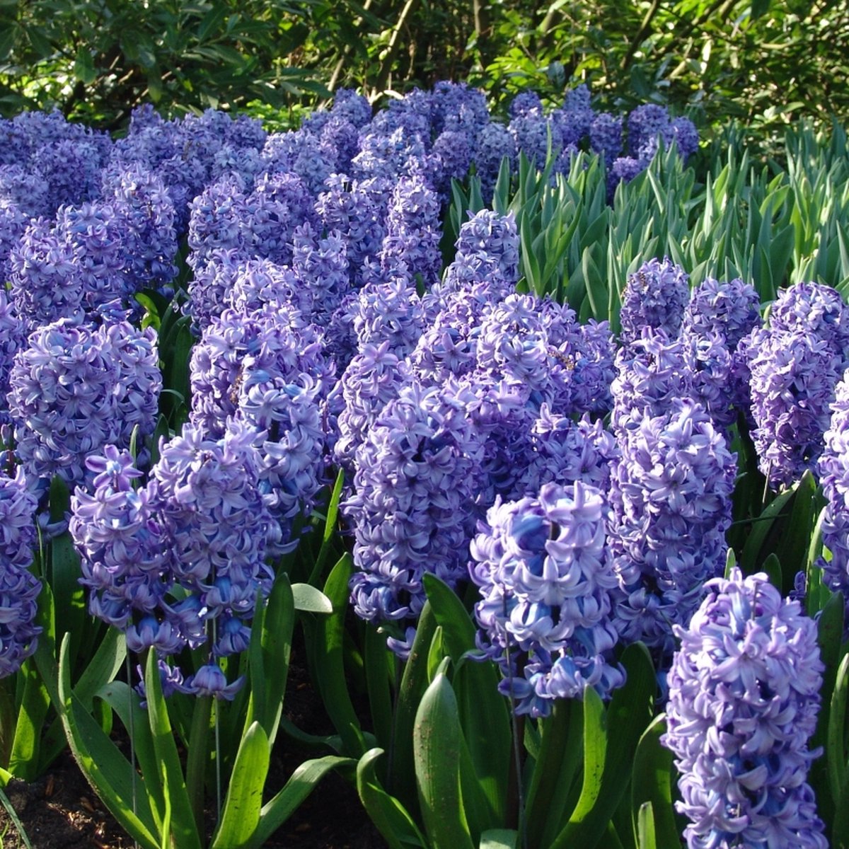 Hyacint Delft Blue | 15 stuks | Blauw | Hyacintenbollen