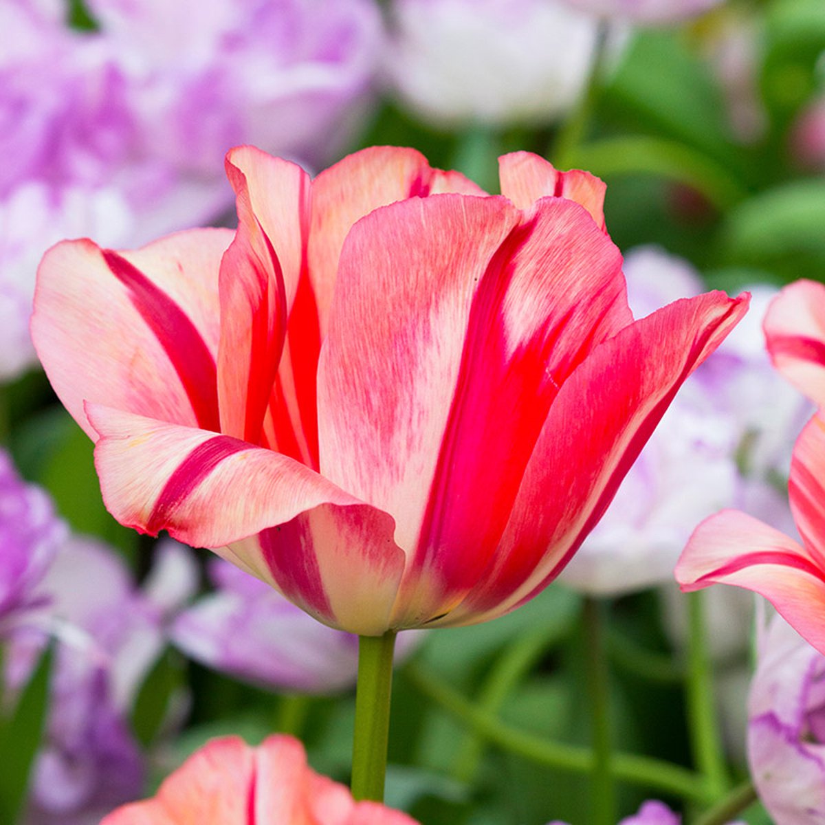 Tulp Spryng Break | 10 stuks | Oranje | Roze | Tulpenbollen