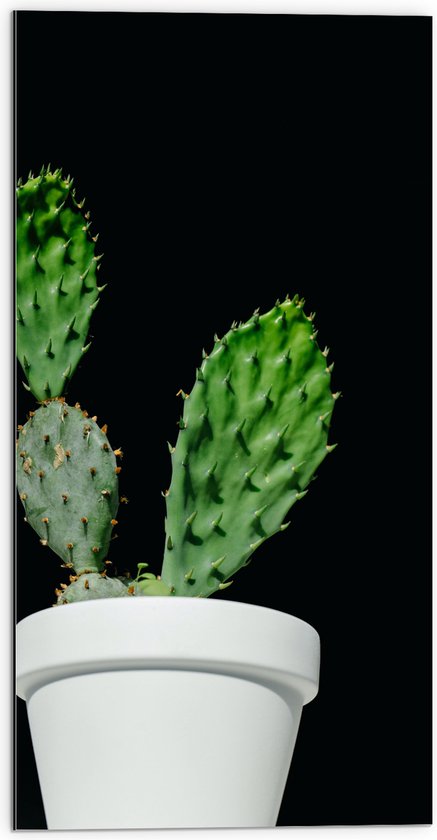 Dibond - Cactus - Plant - Bloempot - 50x100 cm Foto op Aluminium (Wanddecoratie van metaal)