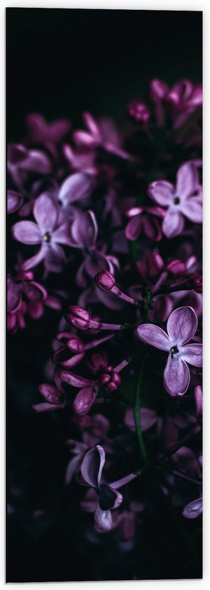Dibond - Parrs - Roze - Bloemen - Natuur - Knoppen - 40x120 cm Foto op Aluminium (Wanddecoratie van metaal)