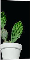 Acrylglas - Cactus - Plant - Bloempot - 50x100 cm Foto op Acrylglas (Wanddecoratie op Acrylaat)