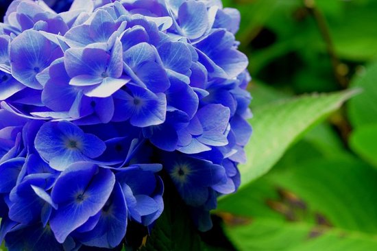 Foto: Ferrarium hortensia blauwmaker 500 gram let op dit is geen hortensia plant hortensia kleuren kleuren hortensia hortensia blauw hortensia blauw maken