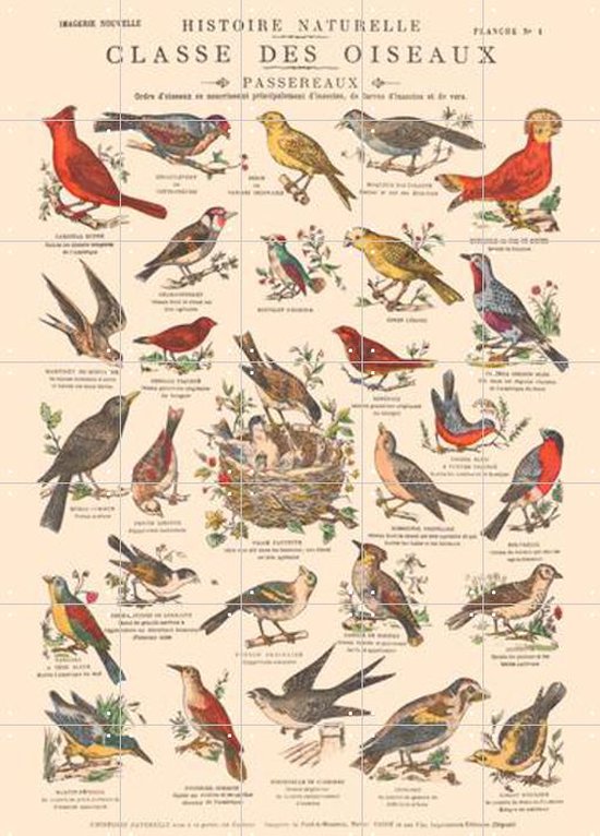 IXXI Oiseaux - Passereaux - Wanddecoratie - Dieren en insecten - 100 x 140 cm