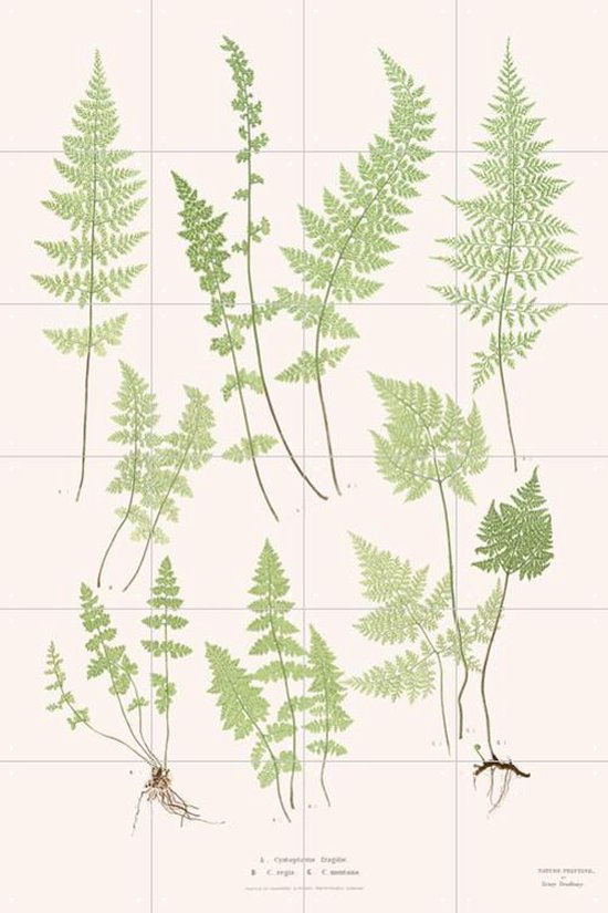 IXXI Ferns - Wanddecoratie - Vintage - 80 x 120 cm