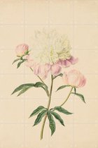 IXXI Pioenroos - Wanddecoratie - Bloemen en Planten - 80 x 120 cm