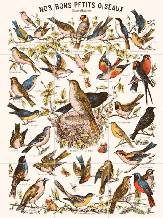 IXXI Nos bons Petits Oiseaux - Wanddecoratie - Vintage - 60 x 80 cm