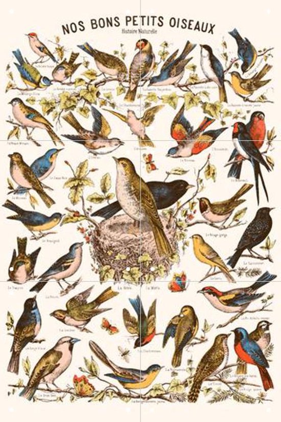 IXXI Nos bons Petits Oiseaux - Wanddecoratie - Vintage - 40 x 60 cm