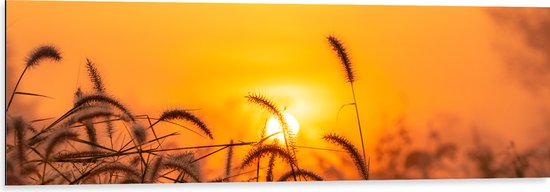 Dibond - Zonsondergang door Hoge Grassprieten - 120x40 cm Foto op Aluminium (Met Ophangsysteem)
