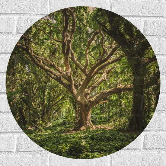 Muursticker Cirkel - Bomen - Planten - Bossen - Groen - Bruin - 60x60 cm Foto op Muursticker