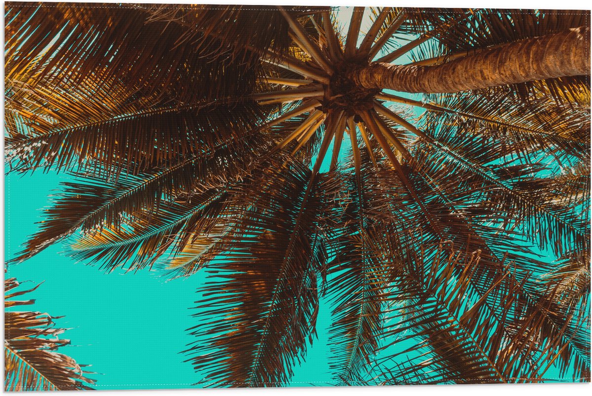 Vlag - Bomen - Boomstam - Palmbomen - Bladeren - Tropisch - 60x40 cm Foto op Polyester Vla