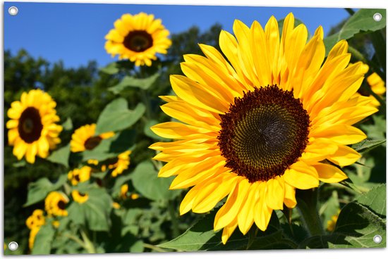 Tuinposter – Bloemen - Zonnebloemen - Kleuren - Natuur - 90x60 cm Foto op Tuinposter (wanddecoratie voor buiten en binnen)
