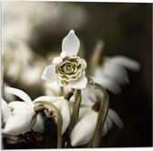 Acrylglas - Bloemen - Wit - Bladeren - Natuur - 50x50 cm Foto op Acrylglas (Met Ophangsysteem)