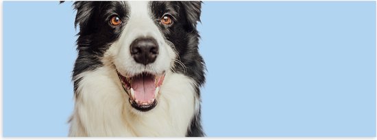Poster Glanzend – Zwart met Witte Bordercollie Hond tegen Lichtblauwe Achtergrond - 150x50 cm Foto op Posterpapier met Glanzende Afwerking