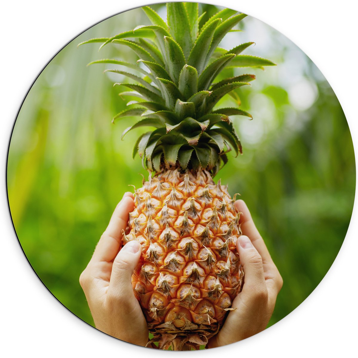 Dibond Muurcirkel - Verse tropische Ananas in Mensenhanden - 70x70 cm Foto op Aluminium Muurcirkel (met ophangsysteem)
