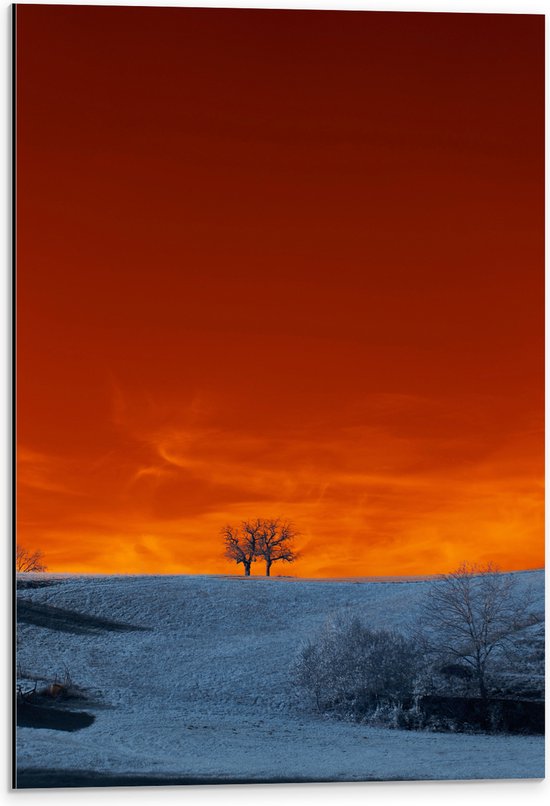 Dibond - Bomen - Landschap - Sneeuw - Oranje - Lucht - 40x60 cm Foto op Aluminium (Wanddecoratie van metaal)