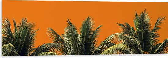 Dibond - Toppen van Palmbomen tegen Oranje Lucht - 120x40 cm Foto op Aluminium (Met Ophangsysteem)