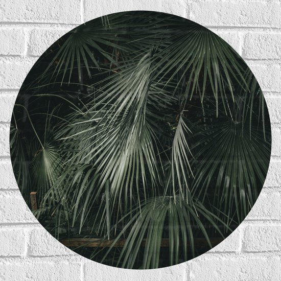Muursticker Cirkel - Smalle Groene Hangende Palmbladeren - 60x60 cm Foto op Muursticker