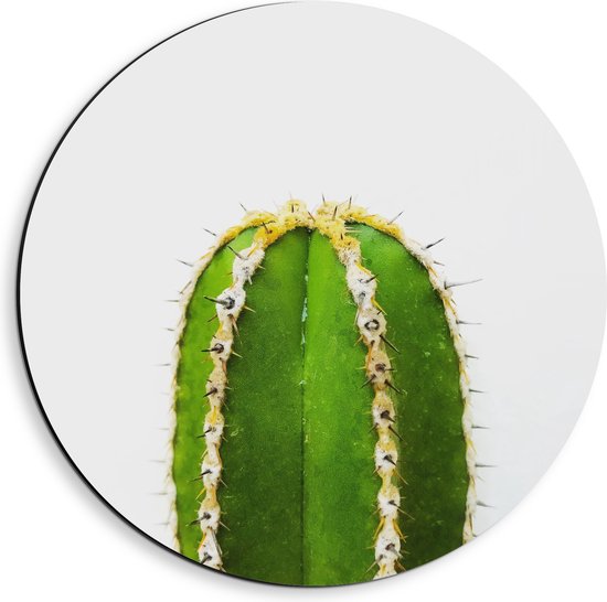 Dibond Muurcirkel - Plant - Cactus - Prikkers - Groen - 40x40 cm Foto op Aluminium Muurcirkel (met ophangsysteem)