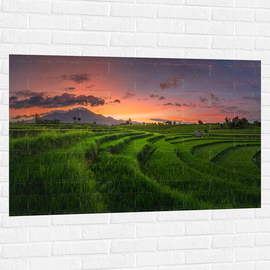 Muursticker - Grassen op de Rijstvelden bij Zonsondergang - 120x80 cm Foto op Muursticker