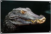 Tuinposter – Hoofd van Aligator met Scherpe Tanden in het Water - 105x70 cm Foto op Tuinposter (wanddecoratie voor buiten en binnen)